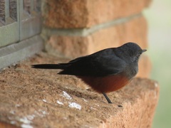 Thamnolaea cinnamomeiventris autochthones