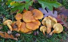 Gymnopilus luteus