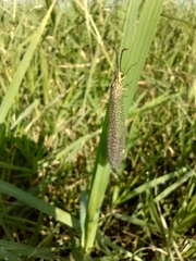 Brachynemurus
