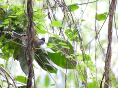 Chlorospingus flavopectus