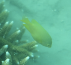 Pomacentrus moluccensis