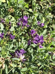 Medicago sativa