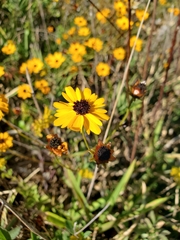 Coreopsis leavenworthii