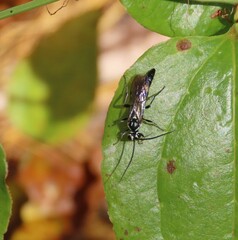 Coelichneumon azotus