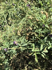 Medicago sativa