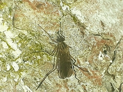 Sylvicola punctatus