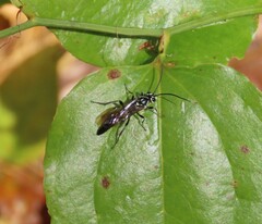 Coelichneumon azotus