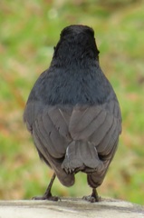 Thamnolaea cinnamomeiventris autochthones