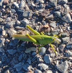 Schistocerca shoshone