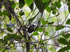 Chlorospingus flavopectus