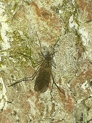 Sylvicola punctatus