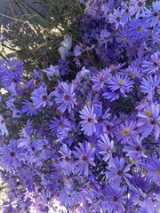 Symphyotrichum laeve