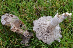 Rhodocybe
