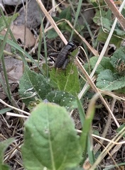 Gryllus