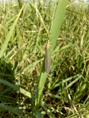 Brachynemurus