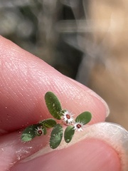 Euphorbia setiloba