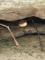 Nerodia sipedon