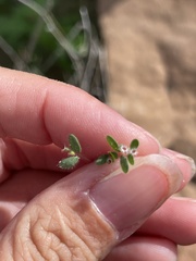 Euphorbia setiloba