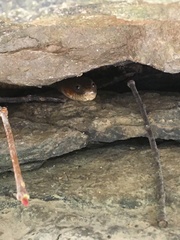 Nerodia sipedon