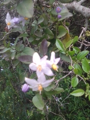 Solanum laxum
