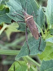 Phthiacnemia picta