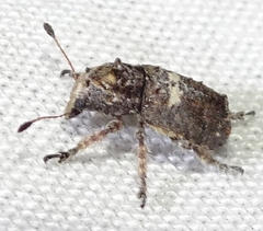 Toxonotus cornutus