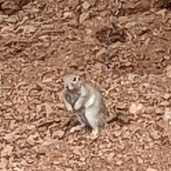 Xerospermophilus tereticaudus