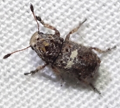 Toxonotus cornutus