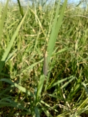 Brachynemurus