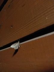 Chloroclysta siterata