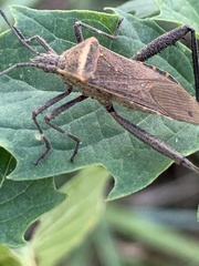 Phthiacnemia picta