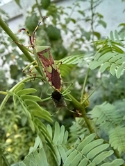 Prismatocerus prominulus