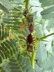 Prismatocerus prominulus