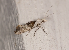 Ypsolopha asperella