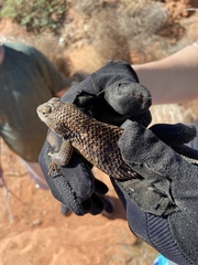 Sceloporus uniformis