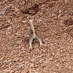 Xerospermophilus tereticaudus