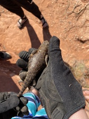 Sceloporus uniformis