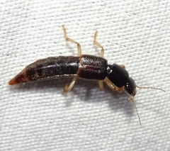 Pinophilus
