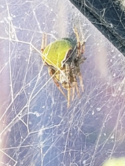Araneus detrimentosus
