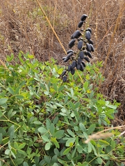 Baptisia alba