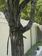 Anolis equestris