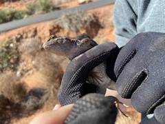 Sceloporus uniformis