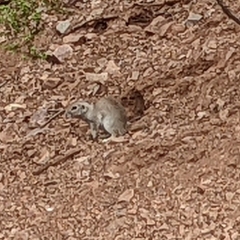 Xerospermophilus tereticaudus