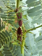 Prismatocerus prominulus