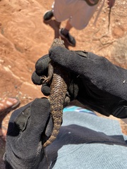 Sceloporus uniformis