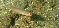 Amblygobius decussatus