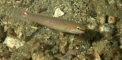 Amblygobius decussatus