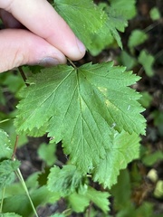 Physocarpus capitatus