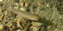 Amblygobius decussatus