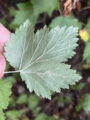 Physocarpus capitatus